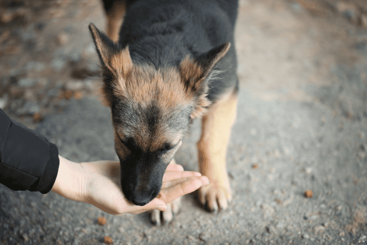 feed stray dogs