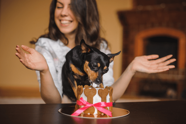 bake a cake for your dog