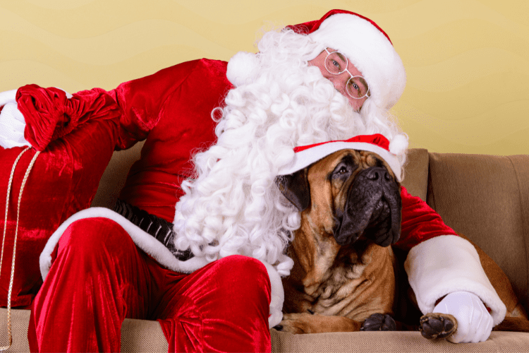 dress up as santa for your dog
