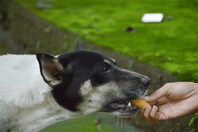 feed street dogs
